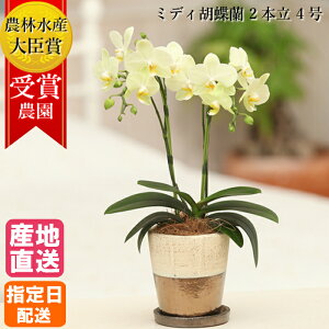 夏 黄色 花 Diy 工具の人気商品 通販 価格比較 価格 Com