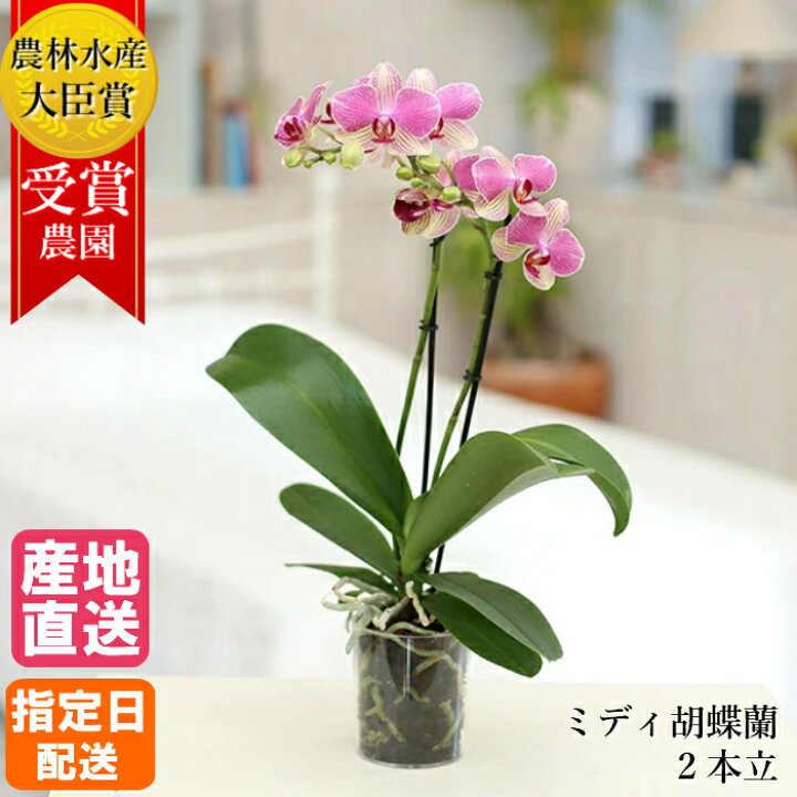 楽天市場 ミディ 胡蝶蘭 2本立 ダブル プラスチックポット In Your Room ピンク 花 鉢植え ギフト プレゼント 胡蝶蘭 マイクロ 胡蝶蘭 花鉢 ラン お花 送料無料 ミニ胡蝶蘭 ミディ胡蝶蘭 ミニ 小 小さい Tokyo Small Gift 楽天市場 ミディ 胡蝶蘭 2本立 ダブル プラスチックポット In Your Room ピンク 花 鉢植え ギフト プレゼント 胡蝶蘭 マイクロ 胡蝶蘭 花鉢 ラン お花 送料無料 ミニ胡蝶蘭 ミディ胡蝶蘭 ミニ 小 小さい Tokyo Small Gift