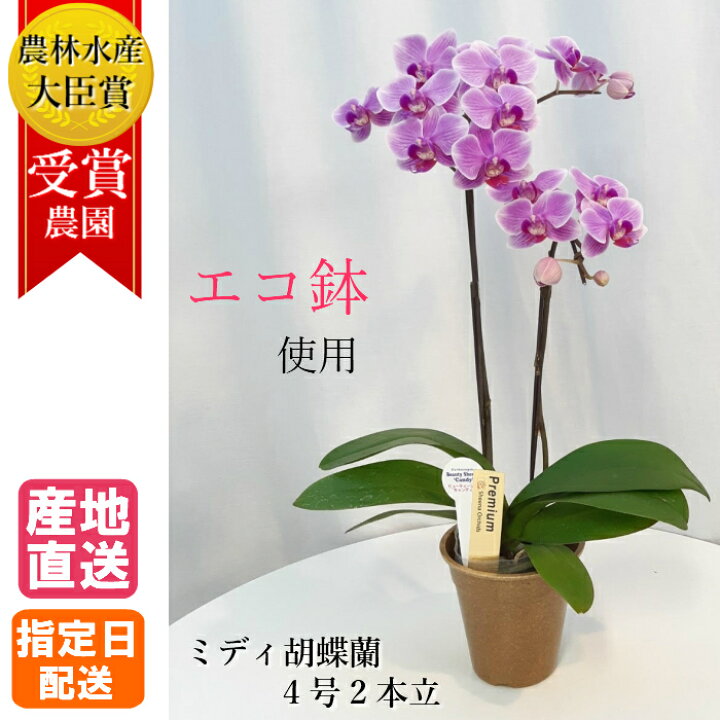 楽天市場 エコ鉢 寄付つき ミディ 胡蝶蘭 2本立 4号 ピンク 花 鉢植え ギフト プレゼント 胡蝶蘭 マイクロ 胡蝶蘭 花鉢 お花 送料無料 ミニ胡蝶蘭 ミディ胡蝶蘭 ミニ 小 誕生日 贈り物 母 義母 Tokyo Small Gift