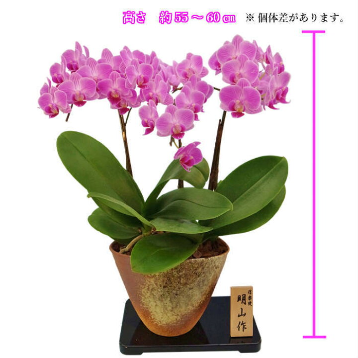 楽天市場 ミディ 胡蝶蘭 3本立 5 5号 信楽焼鉢 ピンク 花 鉢植え 室内 ギフト プレゼント ミニ胡蝶蘭 ミディ胡蝶蘭 花鉢 鉢花 生花 お花 誕生日プレゼント 贈り物 母 義母 女性 男性 還暦 古希 喜寿 開店祝い 開業祝い 受賞 お祝い 祝い