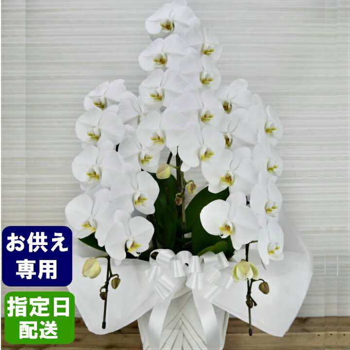 楽天市場 お供え 花 大輪 胡蝶蘭 3本立 2l 白 コチョウラン こちょうらん ラン お供え お盆 仏壇 花 仏花 献花 供花 御供 御供え 法事 初盆 法要 お悔やみ 花 仏事 生花 通夜 葬儀 告別式 一周忌 三回忌 七回忌