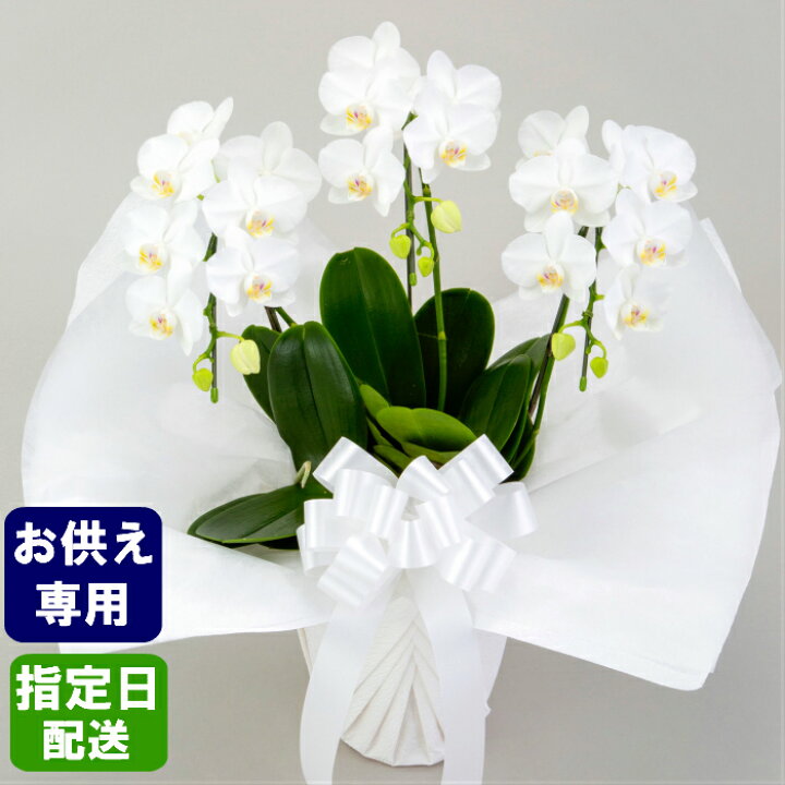 楽天市場 お供え 花 ミディ 胡蝶蘭 3本立 白 葬式の花 葬儀の花 お供え花 お悔やみ仏花 献花 供花 通夜 葬儀 告別式 法要 仏事 仏壇 命日 法事 献花 一周忌 三回忌 七回忌 十三回忌 年忌 御供 供 新盆 お盆 御盆 Tokyo