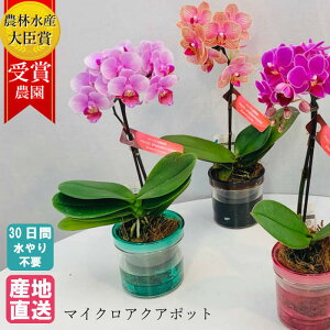花 送料無料 胡蝶蘭 生花の人気商品 通販 価格比較 価格 Com