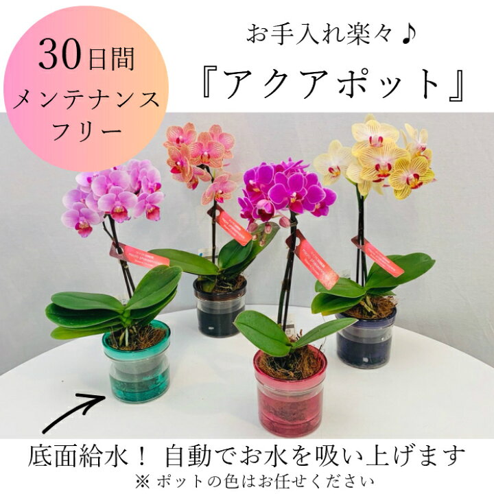 激安通販ショッピング ギフトに花のプレゼント ピンク ミニ胡蝶蘭 開店祝いに 生花