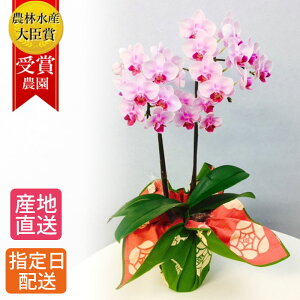 お祝い 花 鉢植えの人気商品 通販 価格比較 価格 Com お祝い 花 鉢植えの人気商品 通販 価格比較 価格 Com