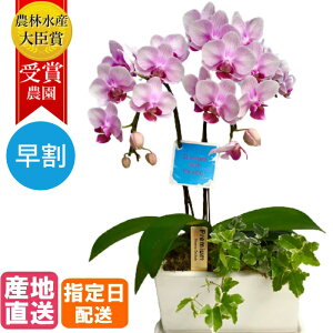 送料無料 鉢植え 花 生花の人気商品 通販 価格比較 価格 Com 送料無料 鉢植え 花 生花の人気商品 通販 価格比較 価格 Com