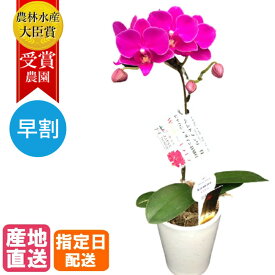 楽天市場 母の日 鉢植えの通販