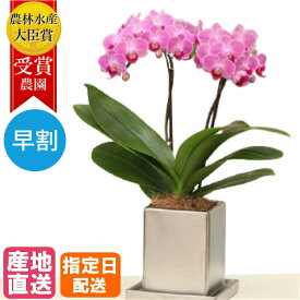 楽天市場 喜寿 祝い 花 鉢の通販