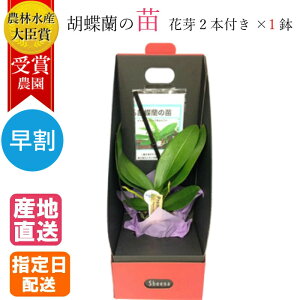 夏 花 苗 生花の人気商品 通販 価格比較 価格 Com 夏 花 苗 生花の人気商品 通販 価格比較 価格 Com
