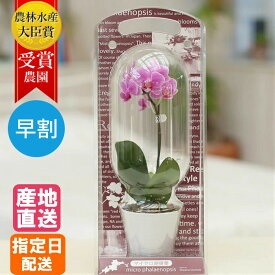 楽天市場 母の日 花鉢の通販 楽天市場 母の日 花鉢の通販