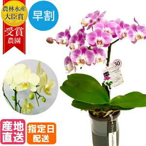 生花 誕生日 鉢植えの人気商品 通販 価格比較 価格 Com