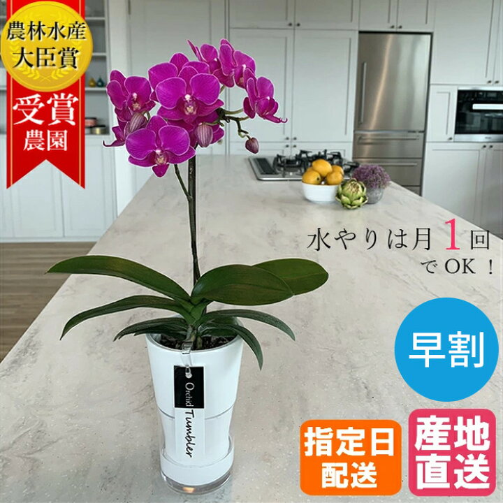 楽天市場 お中元 早割 夏ギフト ミディ 胡蝶蘭 1本立 タンブラー ポット スリム 3号 ピンク 花 お花 プレゼント ギフト ミニ胡蝶蘭 ミディ胡蝶蘭 ミニ お祝い 鉢花 鉢植え フラワーギフト 誕生日プレゼント 誕生日 母 女性 Tokyo Small Gift