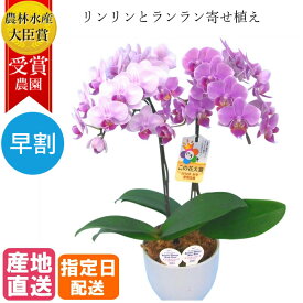 【母の日 早割】リンリンランラン 寄せ植え ミディ 胡蝶蘭 4.5号 2本立 ピンク 花 お祝い ギフト プレゼント 花鉢 ミニ胡蝶蘭 ミディ胡蝶蘭 鉢 かわいい おしゃれ 高級 豪華 誕生日 母の日 リンラン 女性 母 義母 クリスマス バレンタインデー ホワイトデー お返し お歳暮