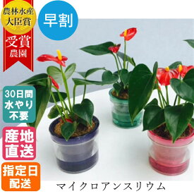 楽天市場 観葉植物 小さいの通販