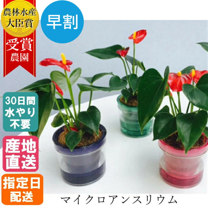 楽天市場 早割 母の日 観葉植物 マイクロ アンスリウム アクアポット アンスリューム 紅団扇 室内用 植物 本物 鉢 おしゃれ 鉢植え 卓上 ミニ胡蝶蘭 ミディ胡蝶蘭 小さい コンパクト ギフト プレゼント 感謝 お正月 開店祝い 開業祝い 就任祝い 移転祝い Tokyo