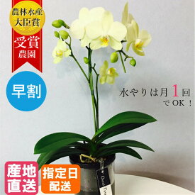 楽天市場 胡蝶蘭 小さい 花 観葉植物 花 ガーデン Diy の通販