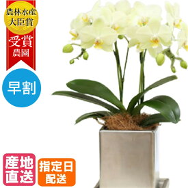 楽天市場 母の日 花鉢の通販