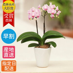 室内 花 夏の人気商品 通販 価格比較 価格 Com