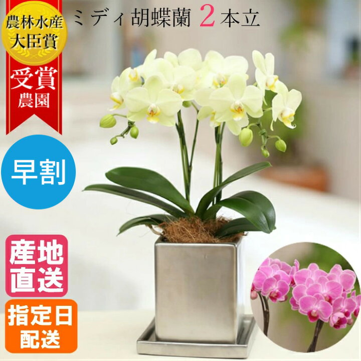 楽天市場 早割 ミディ 胡蝶蘭 2本立 4号 クローム鉢 ピンク イエロー 黄色 傘寿 米寿 花 室内 鉢植え ギフト プレゼント 花鉢 鉢花 お花 アンスラカーリー 送料無料 ミニ胡蝶蘭 ミディ胡蝶蘭 開店祝い 開業祝い 移転祝い 誕生日プレゼント 還暦 お祝い 女性 男性