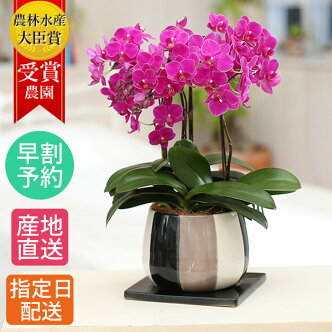 楽天市場 敬老の日プレゼント ギフト特集 鉢花