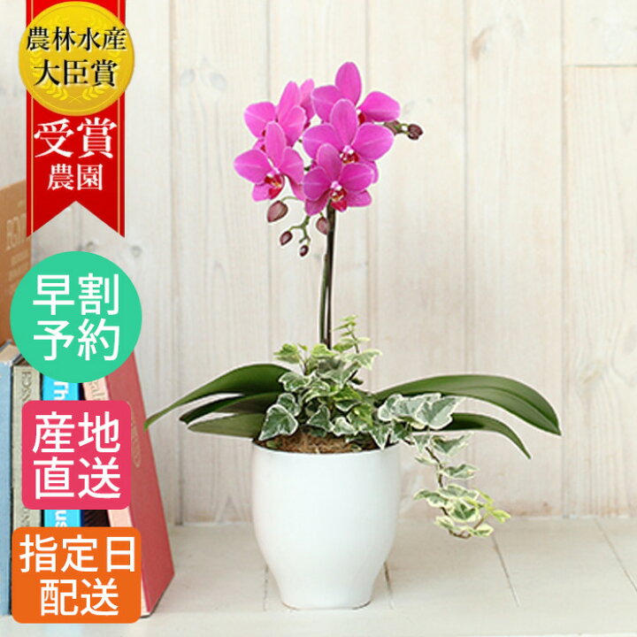 楽天市場 早割 夏ギフト 敬老の日 花 プレゼント 鉢植え 花 ギフトミディ 胡蝶蘭 観葉寄せ 1本立 陶器 鉢 4 5号 ピンク 花鉢 プレゼント 生花 お花 ミニ胡蝶蘭 ミディ胡蝶蘭 ミニ 小 鉢花 花 お祝い 開店祝い Tokyo Small Gift