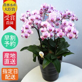 楽天市場 鉢植え 花 ギフト 種類 植物 コチョウラン 植物の本数8本 花 ガーデン Diy の通販