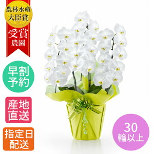  Ӓ  A   3{ 30ֈȏ /֌Ӓ ސE j R`E 傤 Ӓ JXj ސEj a  seika   a v[g  Mtg j 