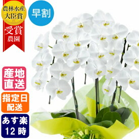 【 就任祝い 特価 】 胡蝶蘭 大輪 3本立 18輪以上 白 母の日 生花 花 誕生日 プレゼント 感謝 ギフト お祝い 祝い 御祝 移転祝い 就任祝い 新築祝い 引越祝い 落成祝い 上場祝い 周年 祝い 開店祝い 開業祝い 当選祝い 就任祝い