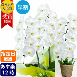 生花 鉢植え 新築祝いの人気商品 通販 価格比較 価格 Com 生花 鉢植え 新築祝いの人気商品 通販 価格比較 価格 Com