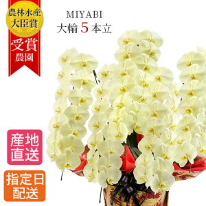 Ӓ   5{ 45ֈȏ MIYABI / ō ֌Ӓ ACj a j  Ӓ Mtg v[g  JXj I[v җ J@ J AC h] i F CG[ P