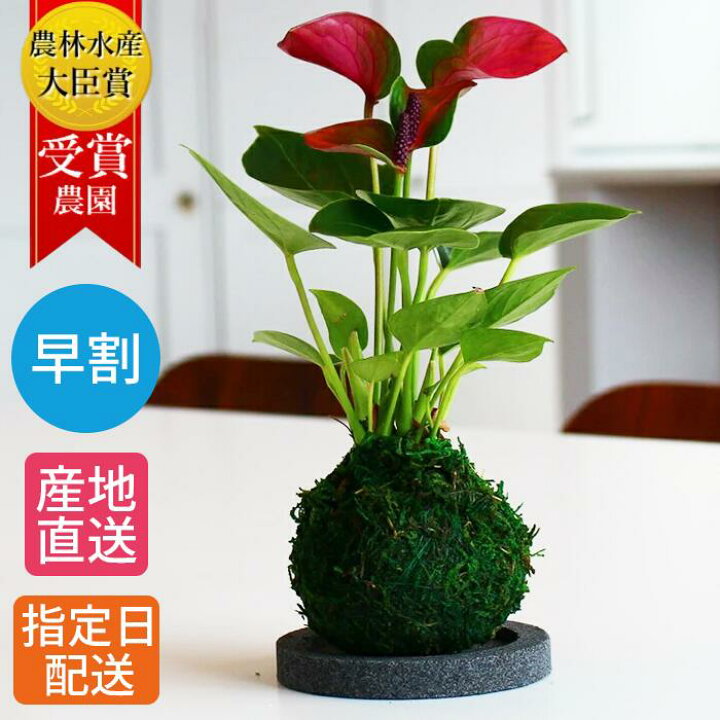 楽天市場 早割 お歳暮 クリスマス 観葉植物 苔玉 アンスリウム 3号 アンスリューム 紅団扇 和盆 花 盆栽風 ミニ 盆栽 卓上 誕生日 プレゼント 母 祖母 女性 お祝 父 男性 祖父 開店祝い 開業祝い 就任祝い 移転祝い 当選祝い Hana