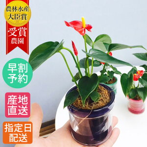 生花 アンスリウム 鉢植えの人気商品 通販 価格比較 価格 Com