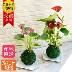 アンスリウム 観葉植物 生花の人気商品 通販 価格比較 価格 Com