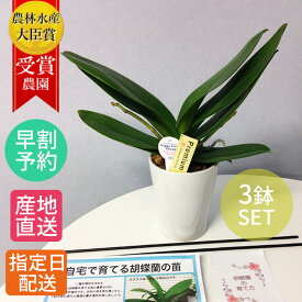 楽天市場 胡蝶蘭 苗 開花時期秋 の通販