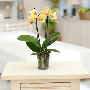 鉢植え 花 室内 生花の人気商品 通販 価格比較 価格 Com
