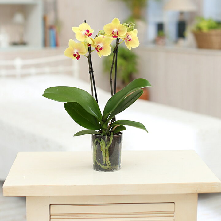 楽天市場 ミディ 胡蝶蘭 2本立 ダブル プラスチックポット イエロー 黄色 傘寿 米寿 花 鉢植え 室内 ギフト プレゼント マイクロ胡蝶蘭 花鉢 鉢花 お花 生花 ミニ胡蝶蘭 ミディ胡蝶蘭 誕生日プレゼント お祝い 祝い 贈り物 母 義母 女性 男性 Tokyo Small