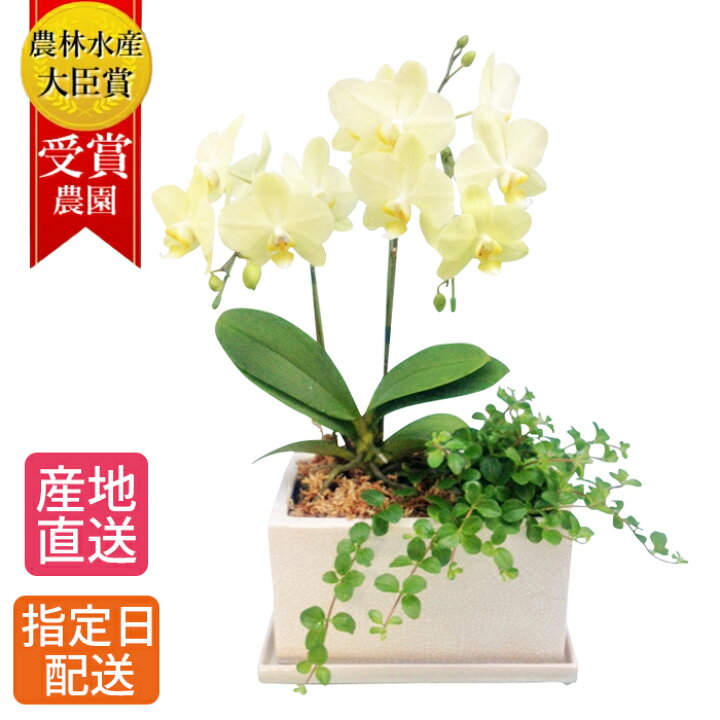 楽天市場 ミディ 胡蝶蘭 2本立 パルテノ鉢 5 5号 観葉寄せ イエロー 黄色 傘寿 米寿 花 鉢植え ギフト プレゼント 胡蝶蘭 マイクロ 胡蝶蘭 花鉢 ラン お花 送料無料 ミニ胡蝶蘭 ミディ胡蝶蘭 ミニ 小 黄色 小さい 誕生日 贈 Hana Marche