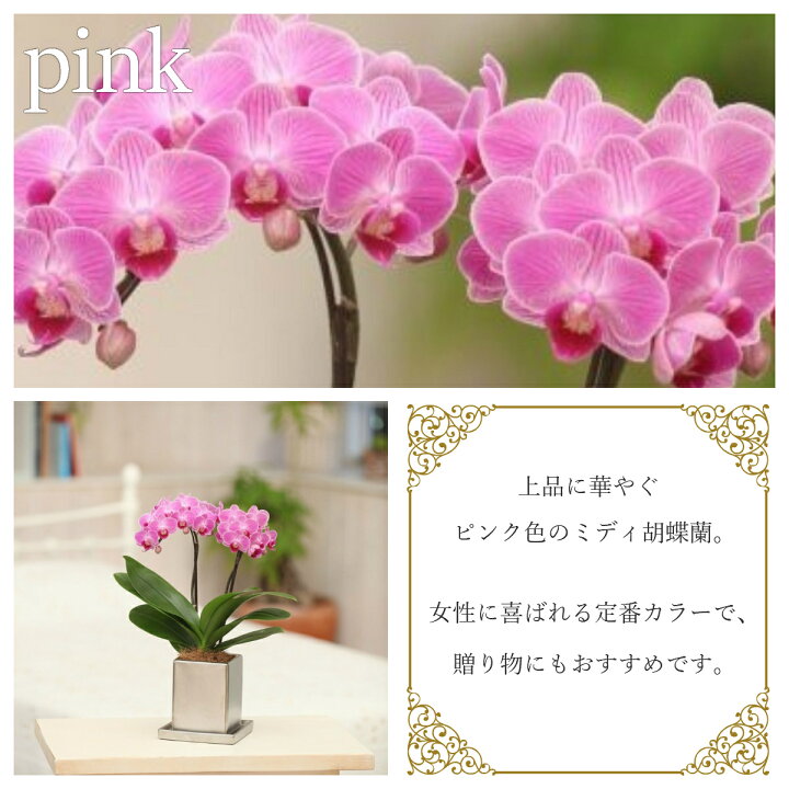 市場 お中元 ミディ 4号 鉢植え プレゼント ギフト 早割 傘寿 室内 2本立 ピンク 胡蝶蘭 夏ギフト ゴールドクラック鉢 花