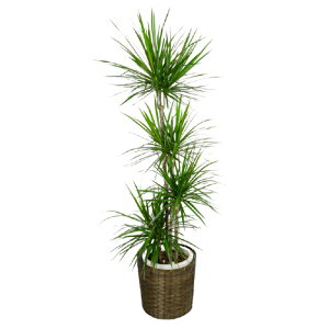 観葉植物 プレゼント 男性の通販 価格比較 価格 Com 観葉植物 プレゼント 男性の通販 価格比較 価格 Com