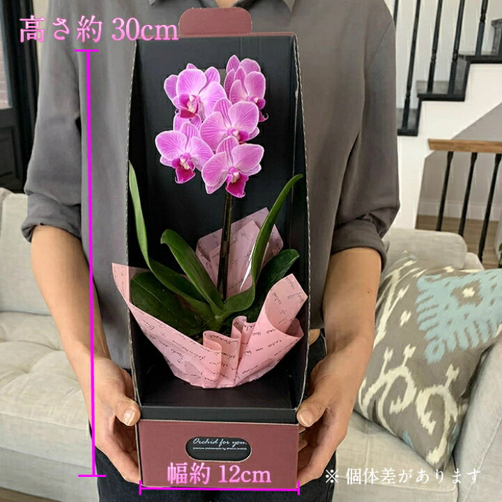 楽天市場 期間限定 3850円 3280円 早割 母の日 マイクロ 胡蝶蘭 1本立 2 5号 ピンク 花 鉢植え フラワー ギフト プレゼント お歳暮 お正月 花鉢 蘭 お花 ミニ胡蝶蘭 ミディ胡蝶蘭 ミニ 小 小さい ミディ かわいい お祝い お供え おしゃれ 女性 お母さん 母 誕生日
