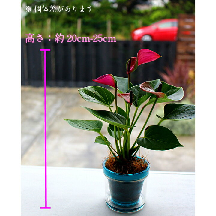 楽天市場 早割 就任祝い 母の日 観葉植物 マイクロ アンスリウム アクアポット アンスリューム 紅団扇 室内用 植物 本物 グリーン 鉢 おしゃれ 鉢植え 卓上 ミニ胡蝶蘭 ミディ胡蝶蘭 ミニ 小 小さい プレゼント 贈り物 開店祝い 新築祝い 誕生日 Tokyo Small Gift