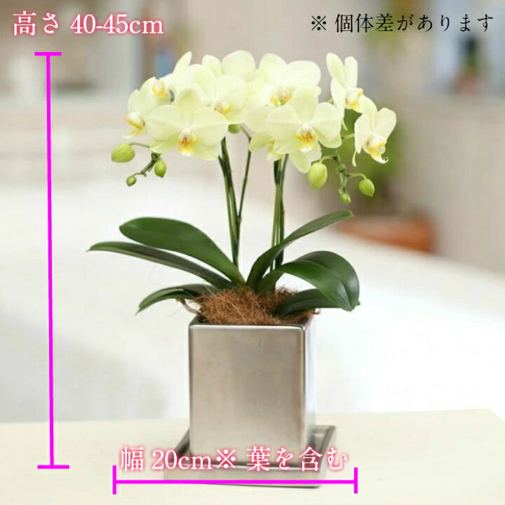 楽天市場 お中元 早割 夏ギフト 花 プレゼント お花 鉢植え 室内 ギフト プレゼント ミディ 胡蝶蘭 2本立 4号 クローム鉢 ピンク イエロー 黄色 傘寿 米寿 選べる2色 黄色 花鉢 鉢花 生花 蘭 ミニ胡蝶蘭 ミディ胡蝶蘭 お祝い 開店祝い 移転祝い
