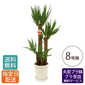 【 通常16338円→特価13070円 】観葉植物 ユッカ 青年の木 8号 丸プラ / 鉢 おしゃれ 鉢植え 大 大型 大きい インテリア グリーン 室内用 植物 本物 自宅 お祝い 祝い 御祝 開業祝 オープン 新築 新生活 引越し プレゼント ギフト