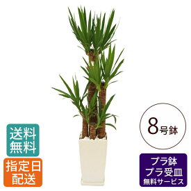 観葉植物 ユッカ 青年の木 8号 角プラ / 鉢 おしゃれ 鉢植え 大 大型 大きい インテリア グリーン 室内用 植物 本物 自宅 お祝い 祝い 御祝 開業祝 オープン 新築 新生活 引越し プレゼント 御中元 中元 ギフト