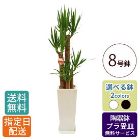 【 通常22470円→特価17976円 】観葉植物 ユッカ 青年の木 8号 角高陶器 / 鉢 おしゃれ 鉢植え 大 大型 大きい インテリア グリーン 室内用 植物 本物 自宅 お祝い 祝い 御祝 開業祝 オープン 新築 新生活 引越し プレゼント 御中元 中元 ギフト