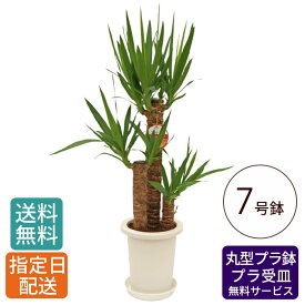 【 通常13266円→特価8844円 】観葉植物 ユッカ 青年の木 7号 丸プラ / 鉢 おしゃれ 鉢植え 大 大型 大きい インテリア グリーン 室内用 植物 本物 自宅 お祝い 祝い 御祝 開業祝 オープン 新築 新生活 引越し プレゼント ギフト