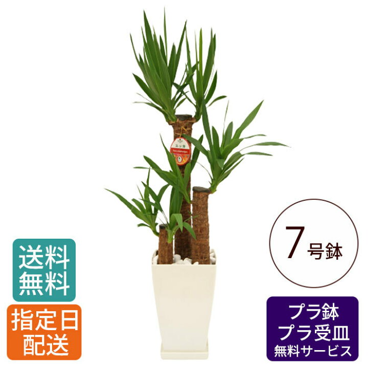 楽天市場 早割 観葉植物 ユッカ 青年の木 7号 角プラ 鉢 おしゃれ 鉢植え 大 大型 大きい インテリア グリーン 室内用 植物 本物 自宅 お祝い 祝い 御祝 開業祝 オープン 新築 新生活 引越し プレゼント 御中元 中元 ギフト