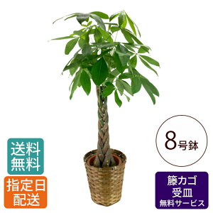 ϗtA pL 8 كJS Mt /  money tree ^   CeA O[ A JSt 󂯎Mt 傫  p { j JXj JƏj ړ]j Vzj