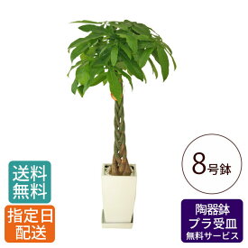 観葉植物 パキラ 8号 角陶器 / 発財樹 money tree 鉢 鉢植え 大 大型 大きい インテリア グリーン 植物 おしゃれ シンプル 自宅 お祝い 祝い 御祝 開業祝 オープン 新築 新生活 引越し プレゼント 御中元 中元 ギフト