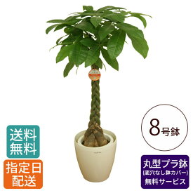 観葉植物 パキラ 8号 丸プラ（鉢カバー） / 発財樹 money tree 鉢 鉢植え 大 大型 大きい インテリア グリーン 植物 おしゃれ シンプル 自宅 お祝い 御祝 開業祝 オープン 新築 引越し 結婚 新生活 プレゼント 御中元 中元 ギフト